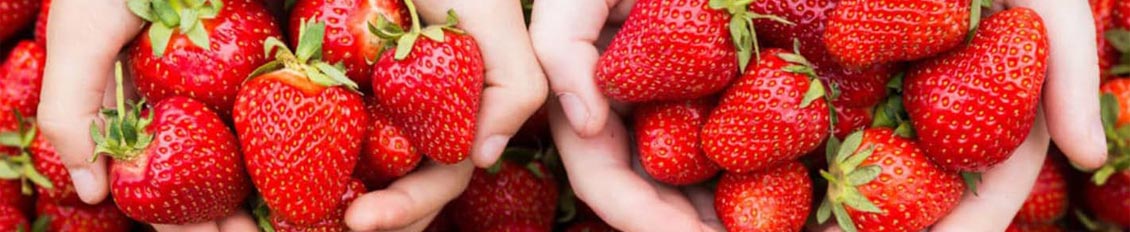 Welche Erdbeere ist die süßeste? Übersicht süßer Erdbeeren