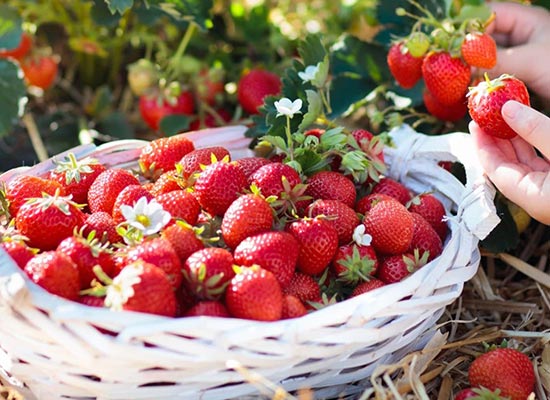 Wie kann der Ertrag von Erdbeeren gesteigert werden? Üppiger Erdbeeranbau
