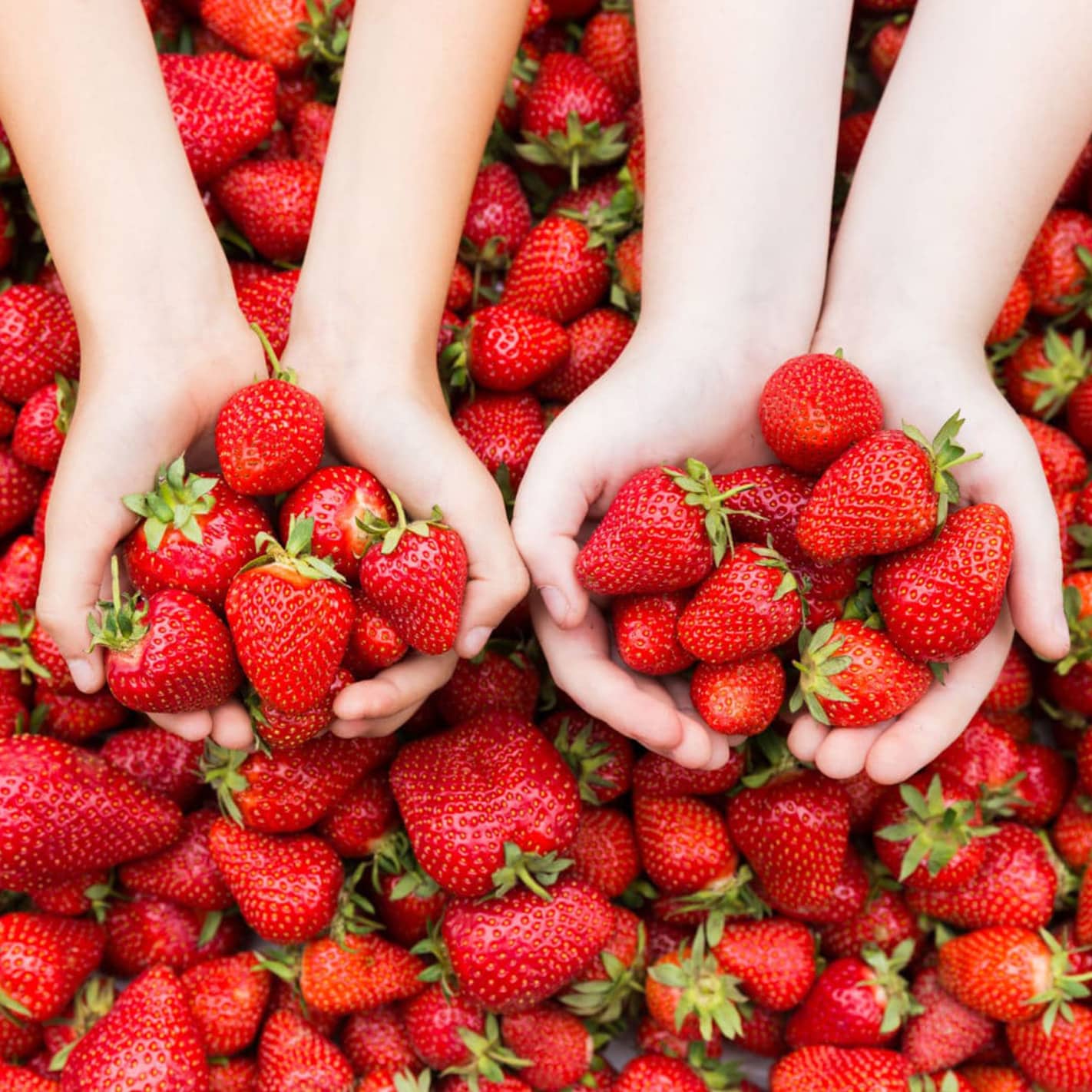 Welche Erdbeere ist die süßeste? Übersicht süßer Erdbeeren