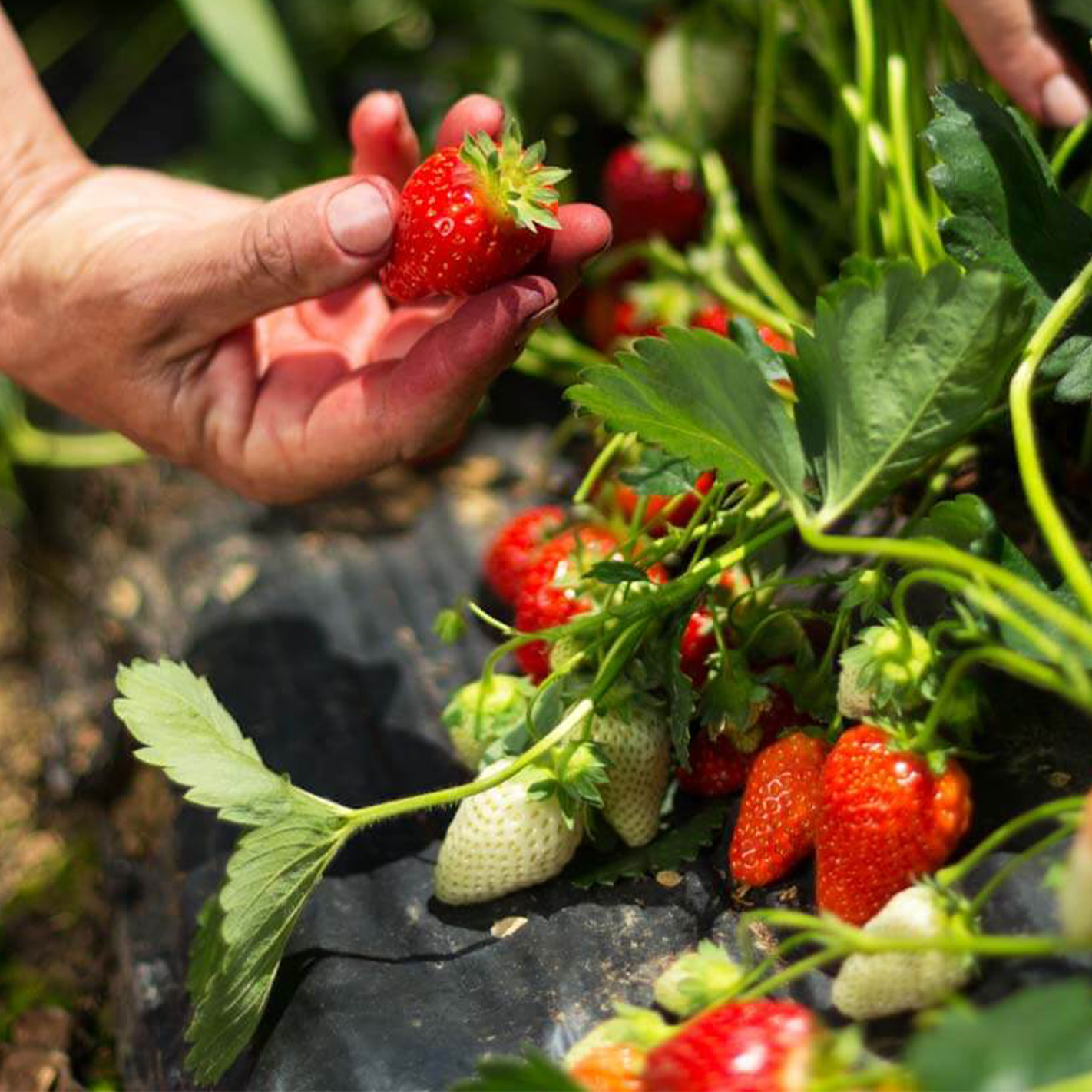 Wie baut man Erdbeeren im Garten an? Schritt für Schritt