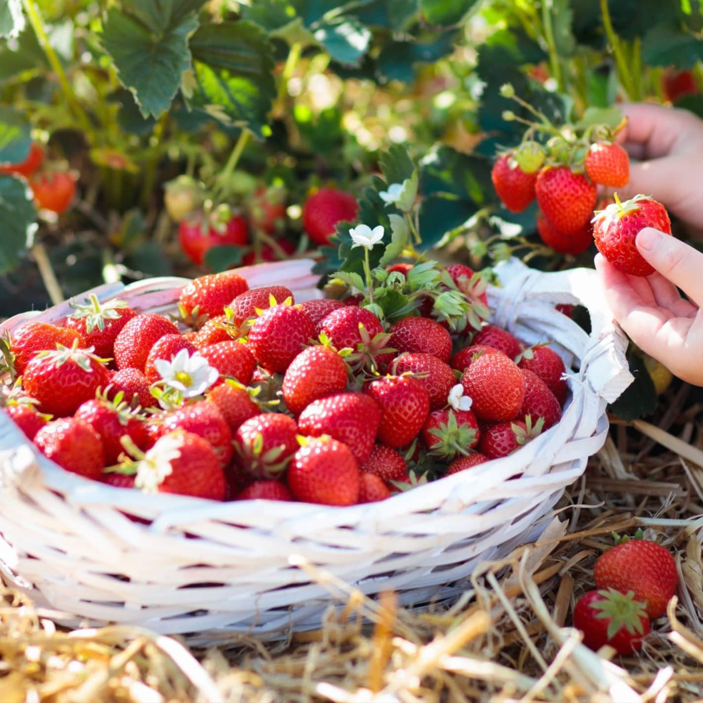 Wie lässt sich der Ertrag von Erdbeeren steigern? Üppige Erdbeerfruchtbildung