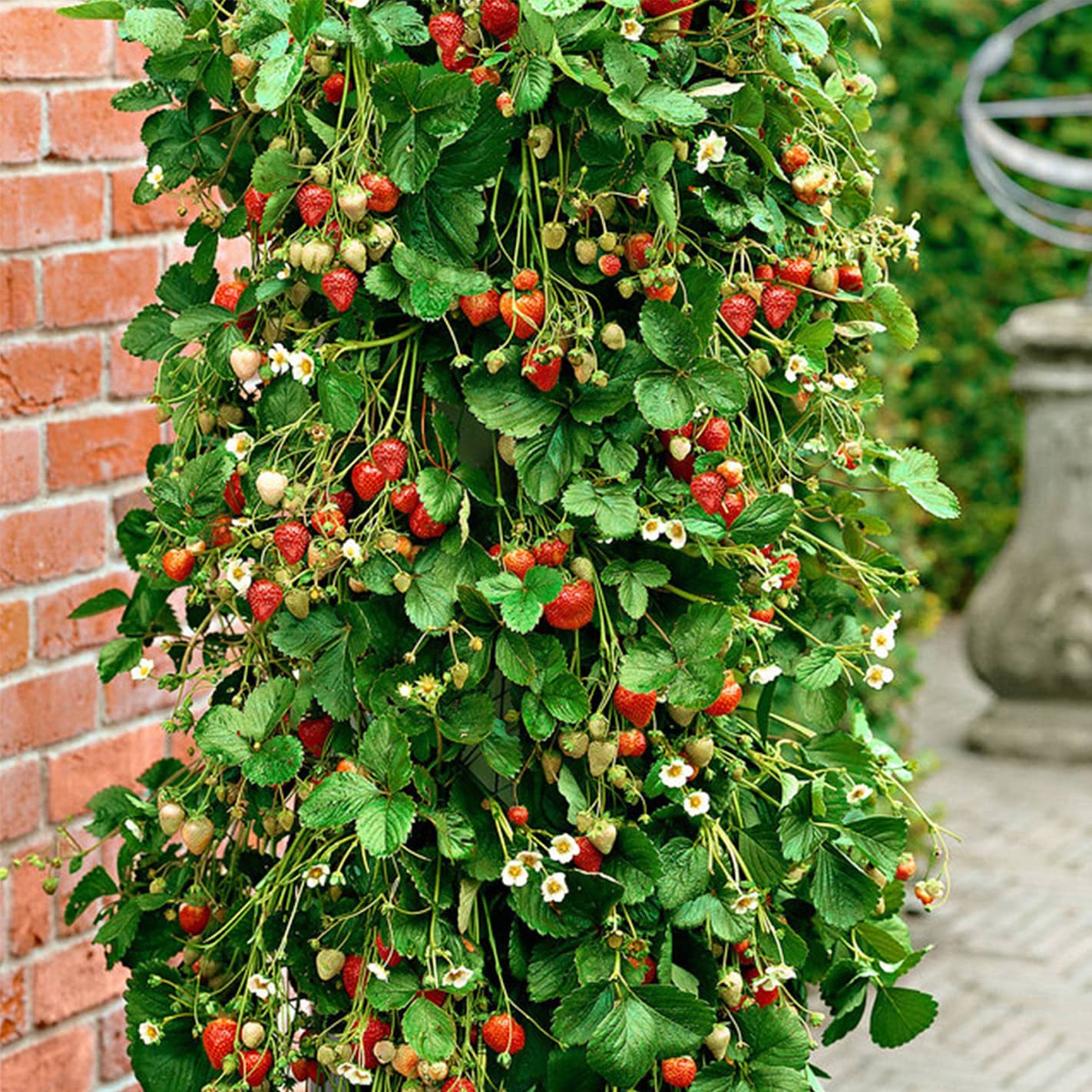 Wie kann man Erdbeeren in PVC-Rohren anbauen? Leitfaden