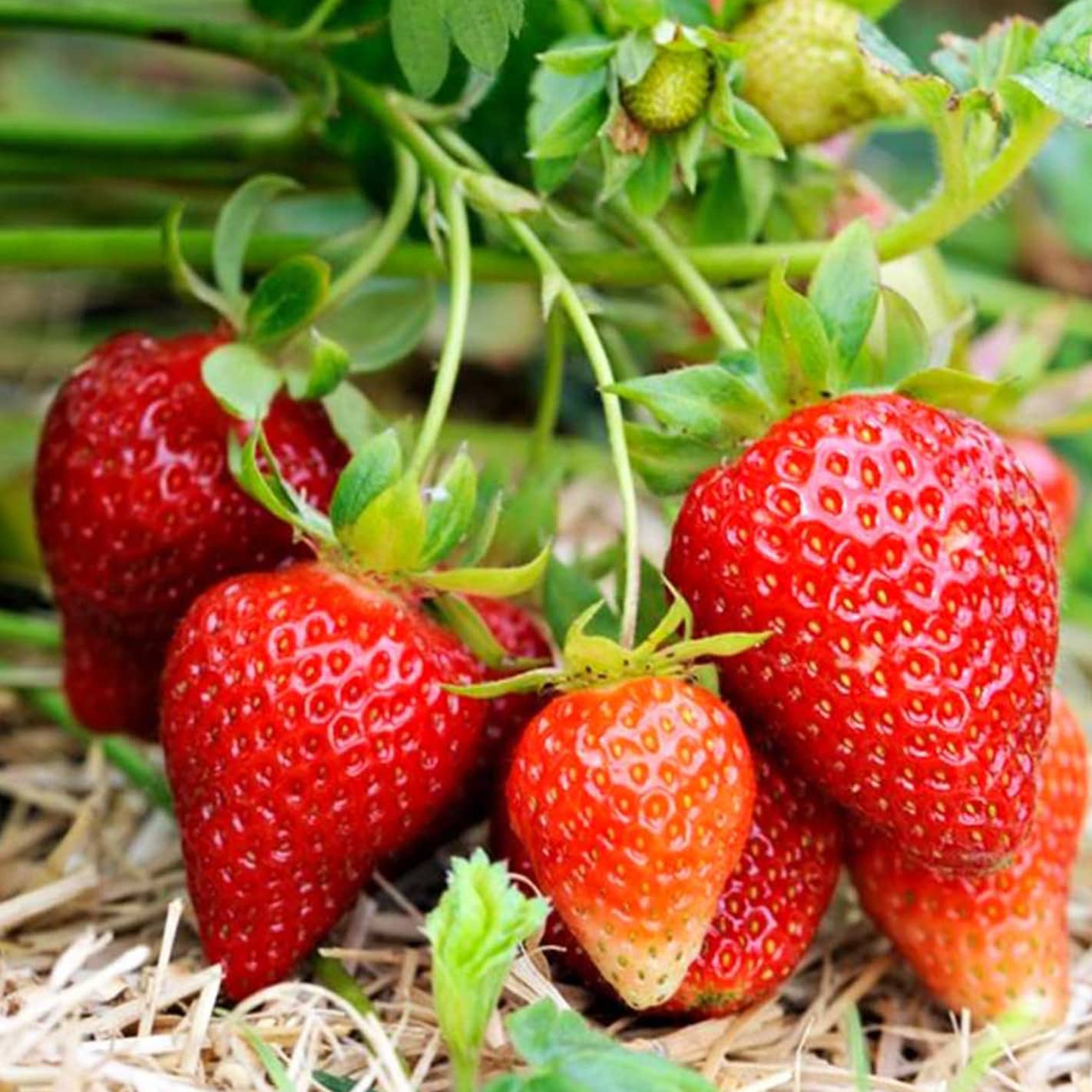 Wann pflanzt man im Frühjahr Erdbeeren in den Boden und auf den Balkon?