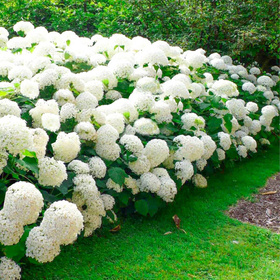 Hortensie 'Annabelle'