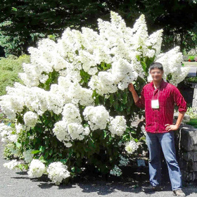 Hortensie 'Grandiflora' Riesenblumen