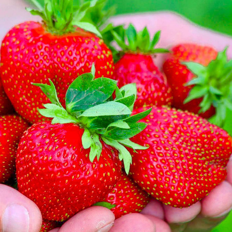 10 Maxim Erdbeerpflanzen - XXL Riesenerdbeeren Junitragend