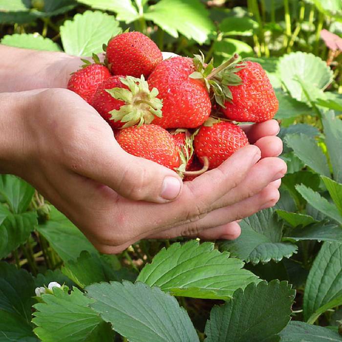 10 Stk. Erdbeerpflanze 'Murzynek' sehr süße Frucht