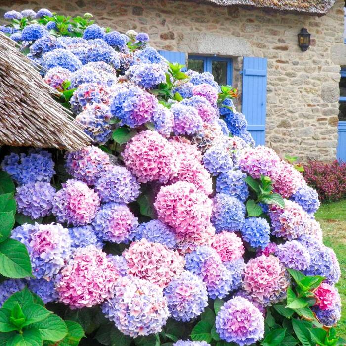 Hortensie 'Deutschland'