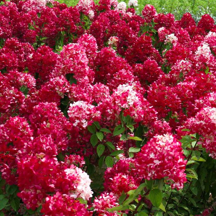 Hortensie 'Diamant Rouge'