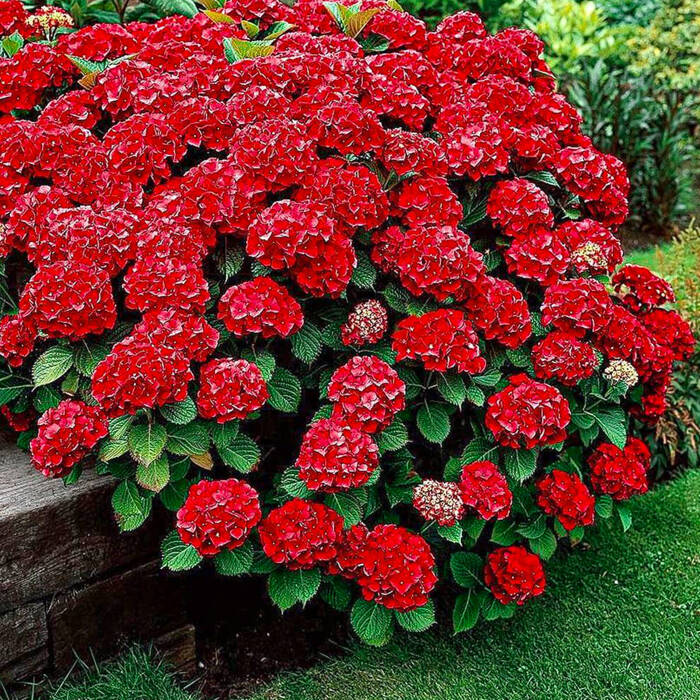 Hortensie 'Hot Red'