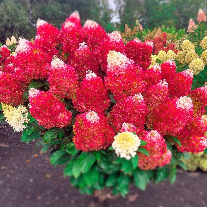 Hortensie 'Living Red Velvet'