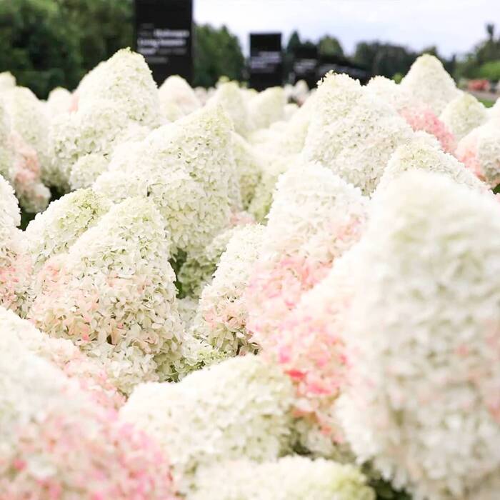 Hortensie 'Living Sugar Rush'