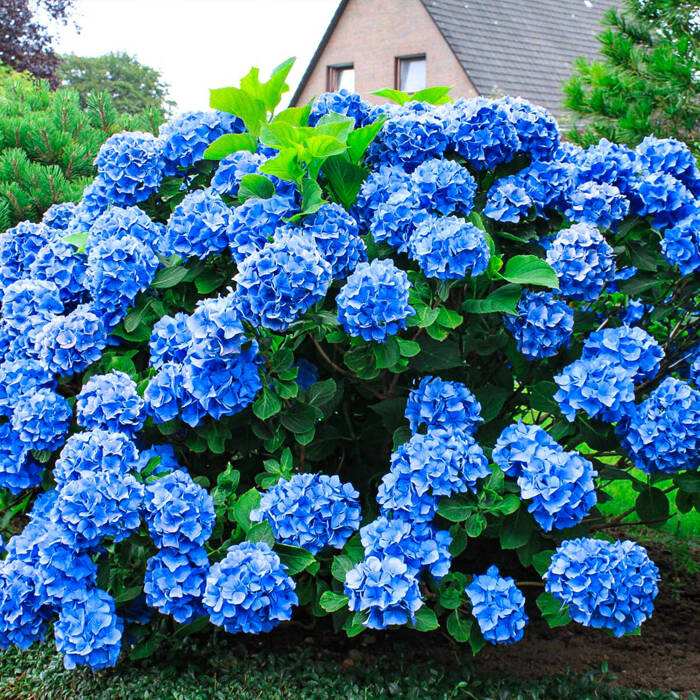 Hortensie 'Nikko Blue'