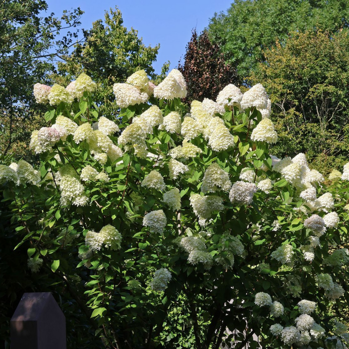 Hortensja bukietowa Grandiflora olbrzymie kwiaty