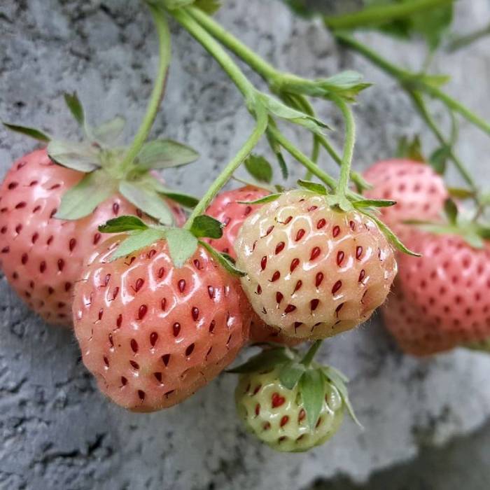 Truskawka Biała Ananasowa FRIGO