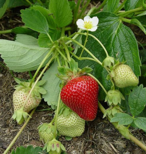 Truskawka Selva pnąca wisząca powtarzająca FRIGO	