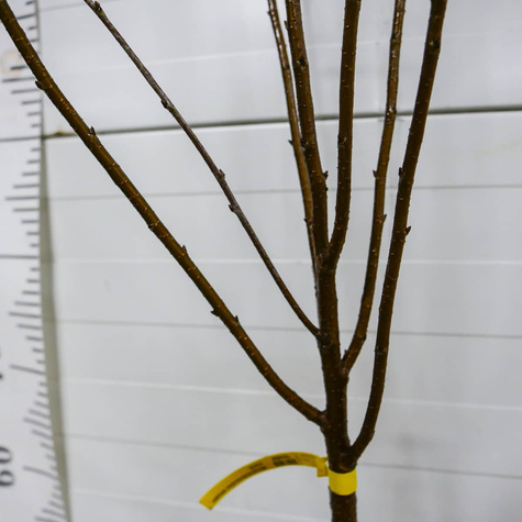 Sauerkirsche Nana - Wurzelnackte Pflanze