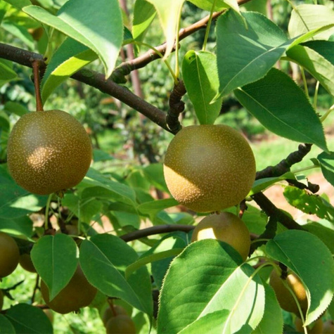 Nashi-Birne Early Shu - Wurzelnackte Pflanze