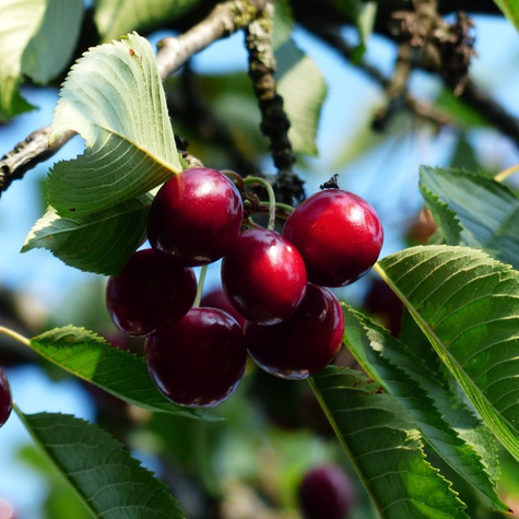 Kirschbaum Nachspeise Obstbaum Kirsche 80cm / 140cm