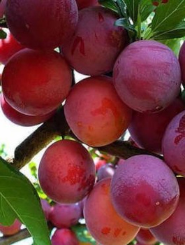 Pfirsichpflaume Kuban - Wurzelnackte Pflanze