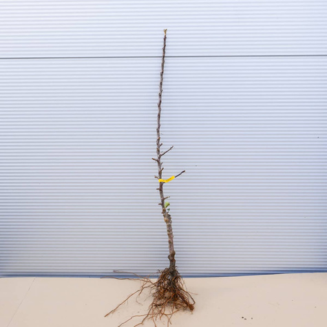 Apfelbaum Grafsztynek - Wurzelnackte Pflanze