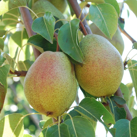 Birnenbaum Klapsa Faworytka - Wurzelnackte Pflanze