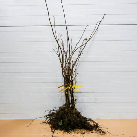 Haselnussbaum Webba Cenny - Wurzelnackte Pflanze