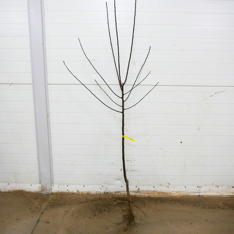 Pflaumenbaum  Renklode Althana - Wurzelnackte Pflanze