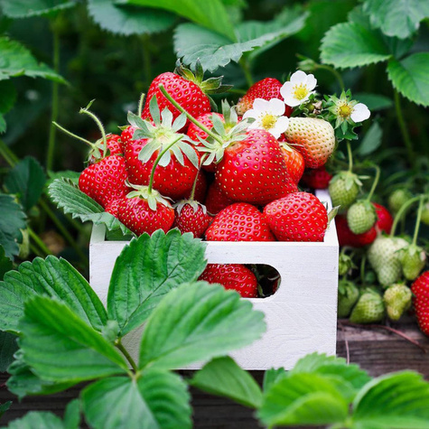 10 Stk. Erdbeerpflanze 'Kent'