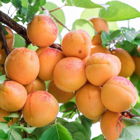 Aprikosenbaum Hargrand - Wurzelnackte Pflanze