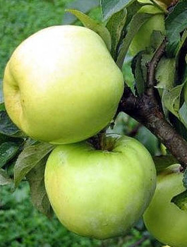 Apfelbaum Antonówka Masłowa (Apfelbaum Antonówka Butterartige) - Wurzelnackte Pflanze