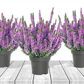 Violette Knospenheide – Setzlinge
