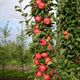 Säulen-Apfelbaum Promyk Słońca (Sun Light) vom Typ Red Cap - Wurzelnackte Pflanze