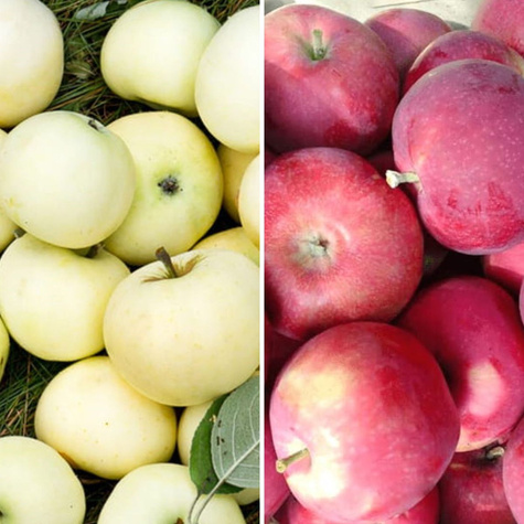 Duo-Apfelbaum Rote und Gelbe Klarapfel - Wurzelnackte Pflanze