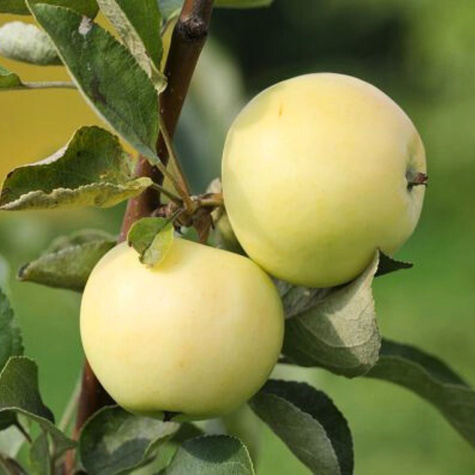 Apfelbaume Papierowka Staropolska Obstbaum Apfel 80cm / 140cm