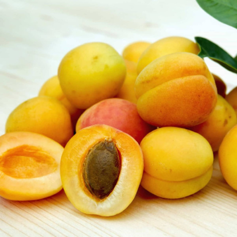 Aprikosenbaum Früh aus Morden - Wurzelnackte Pflanze