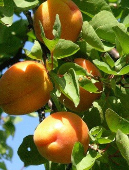 Aprikosenbaum Goldrich – wurzelnackte Pflanze