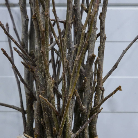 Apfelbaum ‘Geneva Early’ - Wurzelnackte Pflanze