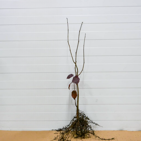 Purpur-Hasel - Wurzelnackte Pflanze