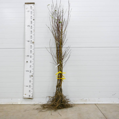 Nektarinenbaum Flatryna - Wurzelnackte Pflanze