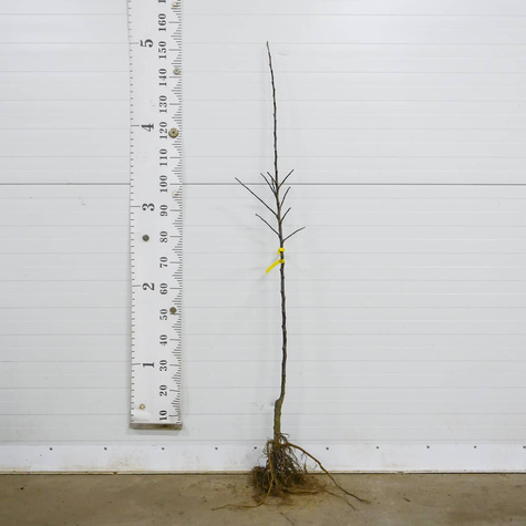 Apfelbaum Antonówka Zuckerapfel - Wurzelnackte Pflanze