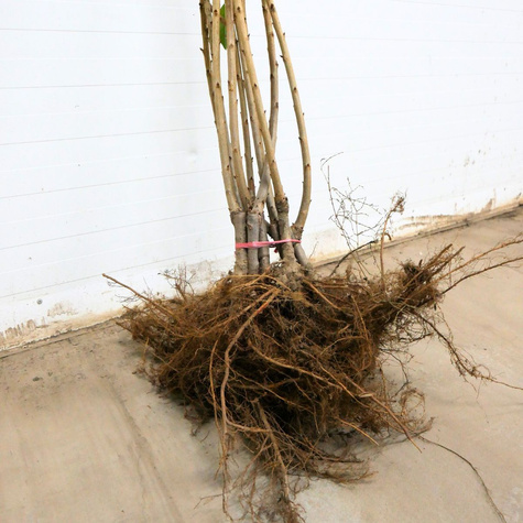 Süßkirsche Sam - Wurzelnackte Pflanze