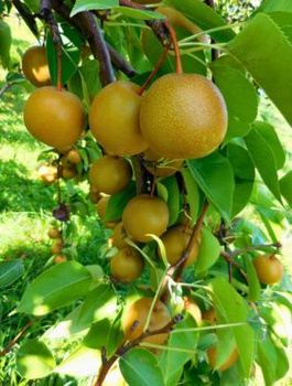 Asiatische Birne ‚Hosui’ - Wurzelnackte Pflanze