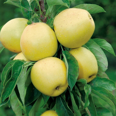 Apfelbaume Säulenobst Moon Light w typie Kosztela Obstbaum Apfel 120 cm / 160 cm