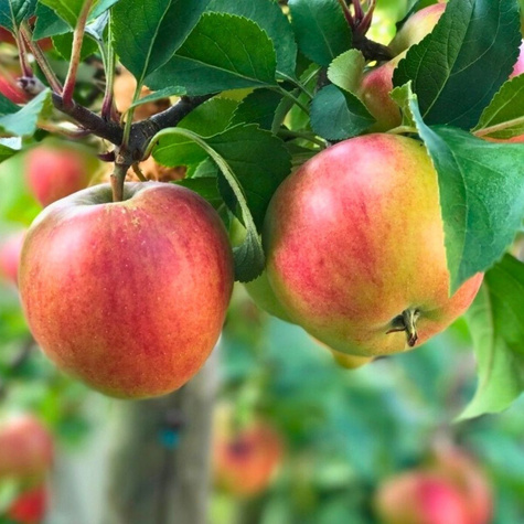 Apfelbaume Rajka schorfresistent Obstbaum Apfel 80cm / 140cm
