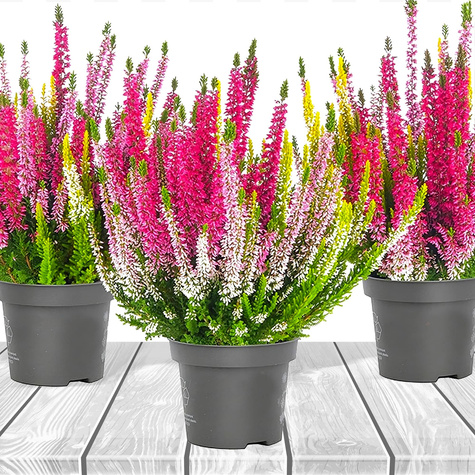 3x Knospenheide Tricolor Trio Mix – Pflanzenset