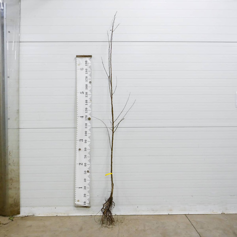 Aprikosenbaum Früh aus Morden - Wurzelnackte Pflanze