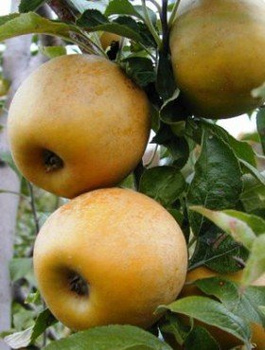 Apfelbaum Goldene Renette - Wurzelnackte Pflanze