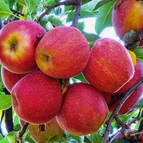 Apfelbaum Gala - Wurzelnackte Pflanze