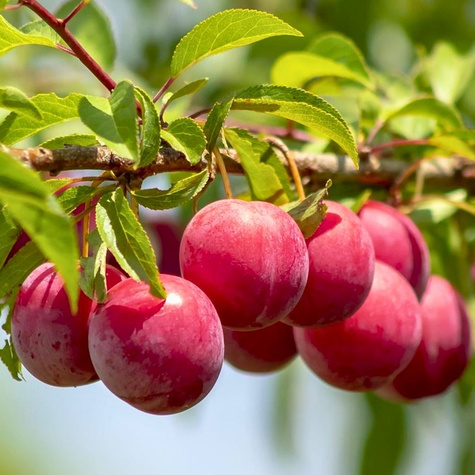 Pflaumenbaum Opal - Wurzelnackte Pflanze